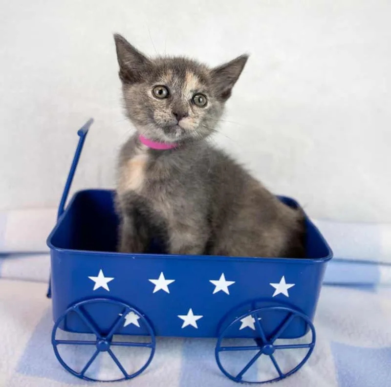 A baby medium-sized female Domestic Short Hair cat named Beatrice for adoption in Kennesaw, GA