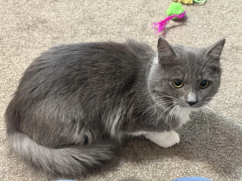 A baby medium-sized female Domestic Medium Hair cat named Snow White for adoption in Albany, NY