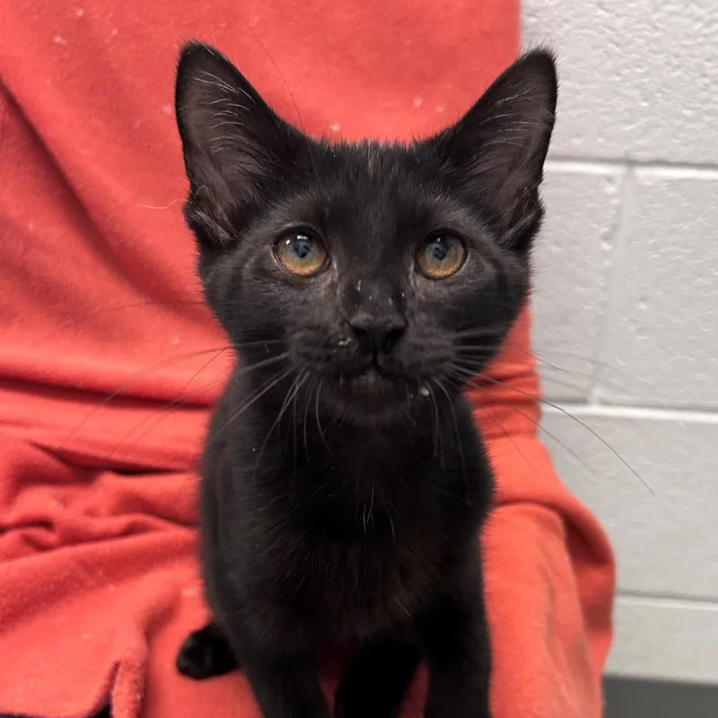 A young small-sized male Black Domestic Short Hair cat named Twilight for adoption in Edinburg, VA