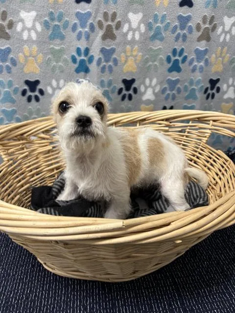 A baby small-sized female Schnauzer dog named Justine for adoption in Rosenberg, TX
