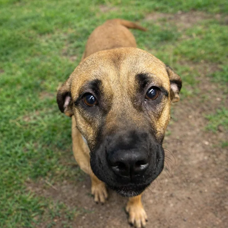 An adult medium-sized male Brown / Chocolate Mastiff dog named Dewey for adoption in Springfield, MO