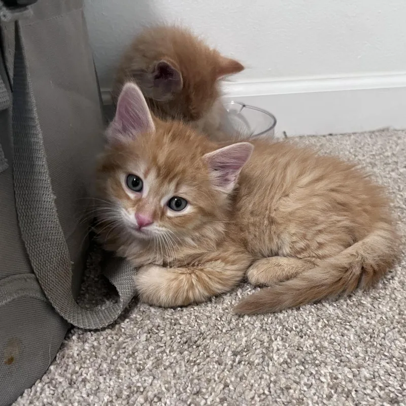 A baby small-sized male Orange / Red Domestic Long Hair cat named Roman for adoption in Brookfield, WI