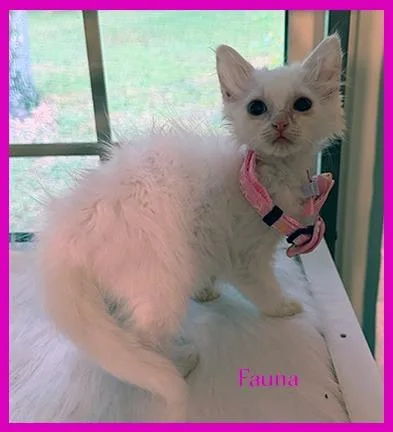 A baby medium-sized female Domestic Medium Hair cat named Fauna for adoption in Hoover , AL