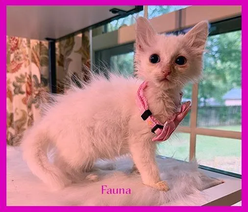 Fauna thumbnail 2