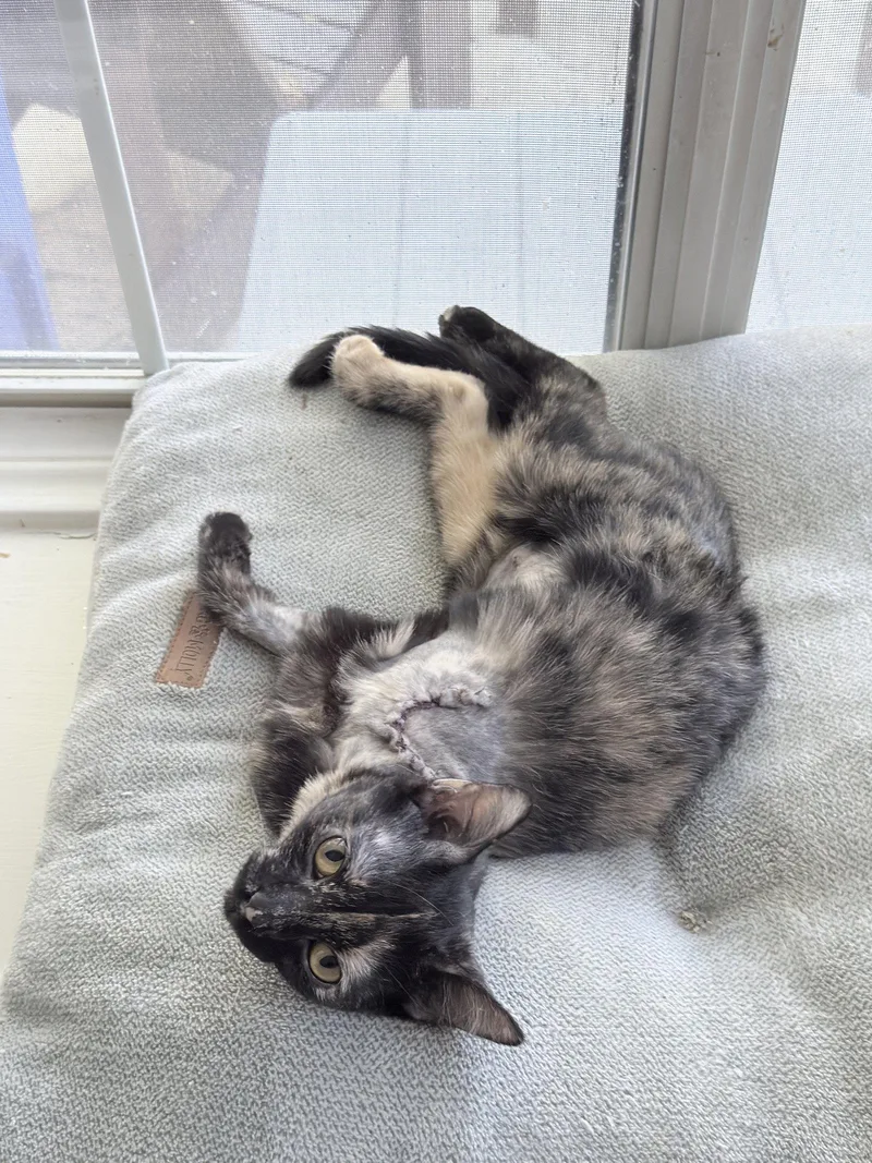 A young medium-sized female Domestic Short Hair cat named Miracle for adoption in McKinney, TX
