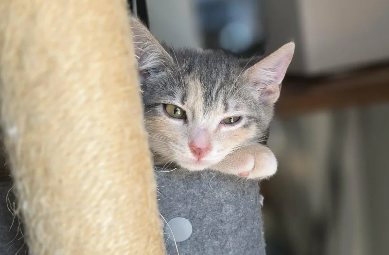 A young medium-sized female Domestic Short Hair cat named Isadora for adoption in Mechanicsburg, PA