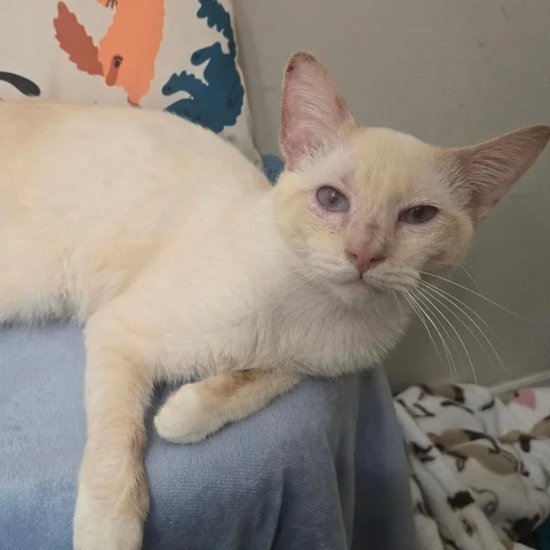 A young medium-sized male Flame Point Siamese cat named Thomas for adoption in Gastonia, NC