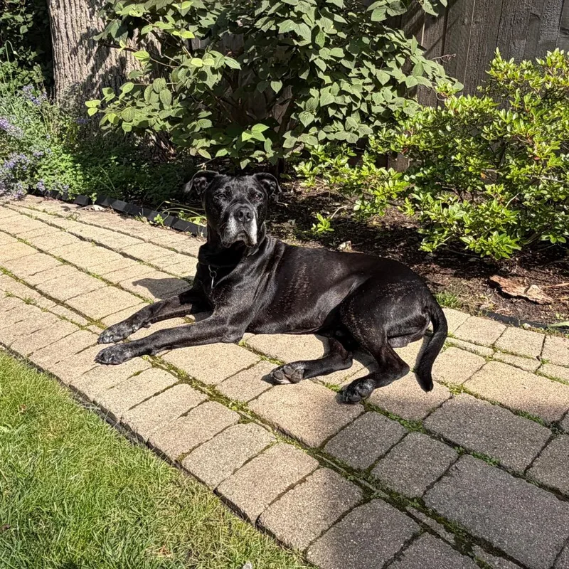 A senior large-sized male Pit Bull Terrier dog named Jay for adoption in Northbrook, IL