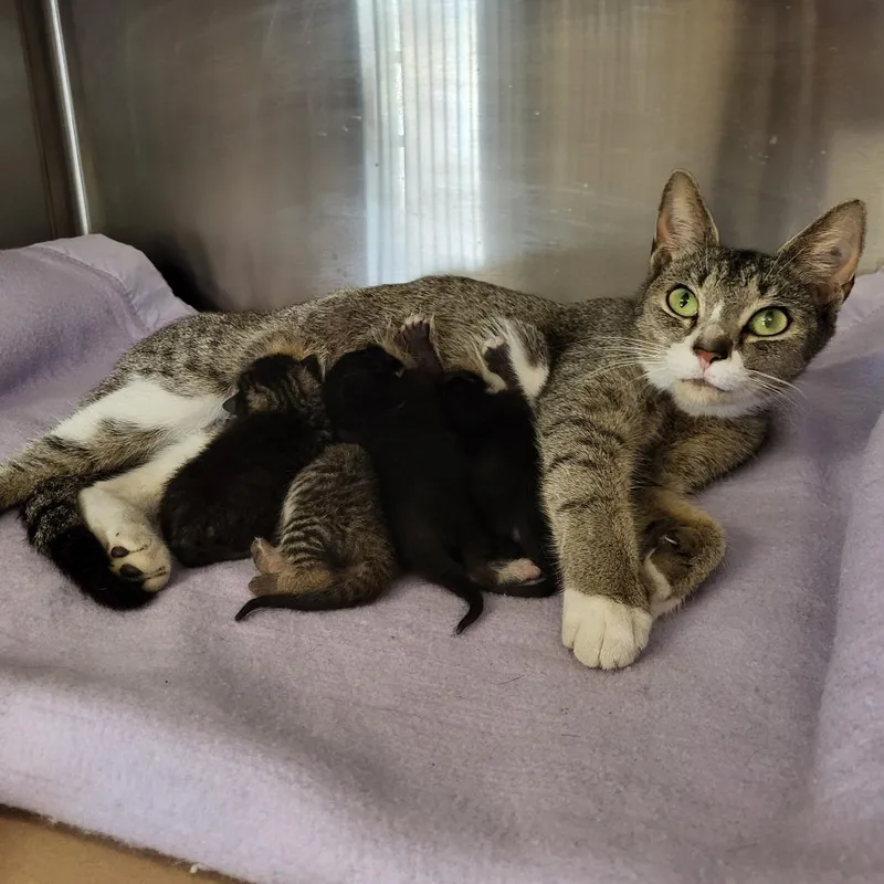 An adult medium-sized female Gray / Blue / Silver American Shorthair cat named Iris for adoption in Lake Panasoffkee, FL