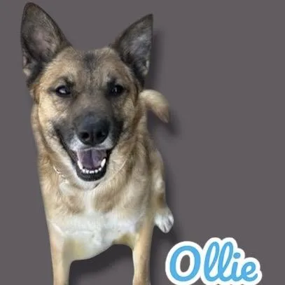 Ollie