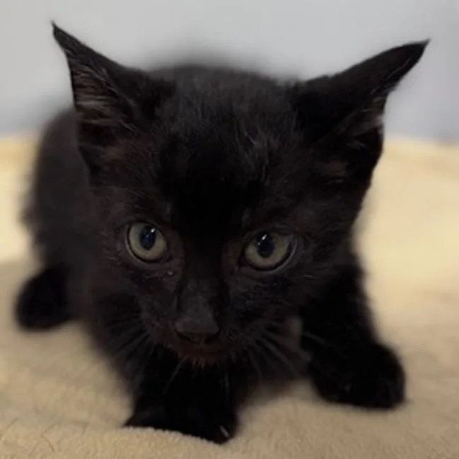 A baby small-sized male Black Domestic Short Hair cat named Jackdaw for adoption in New York, NY