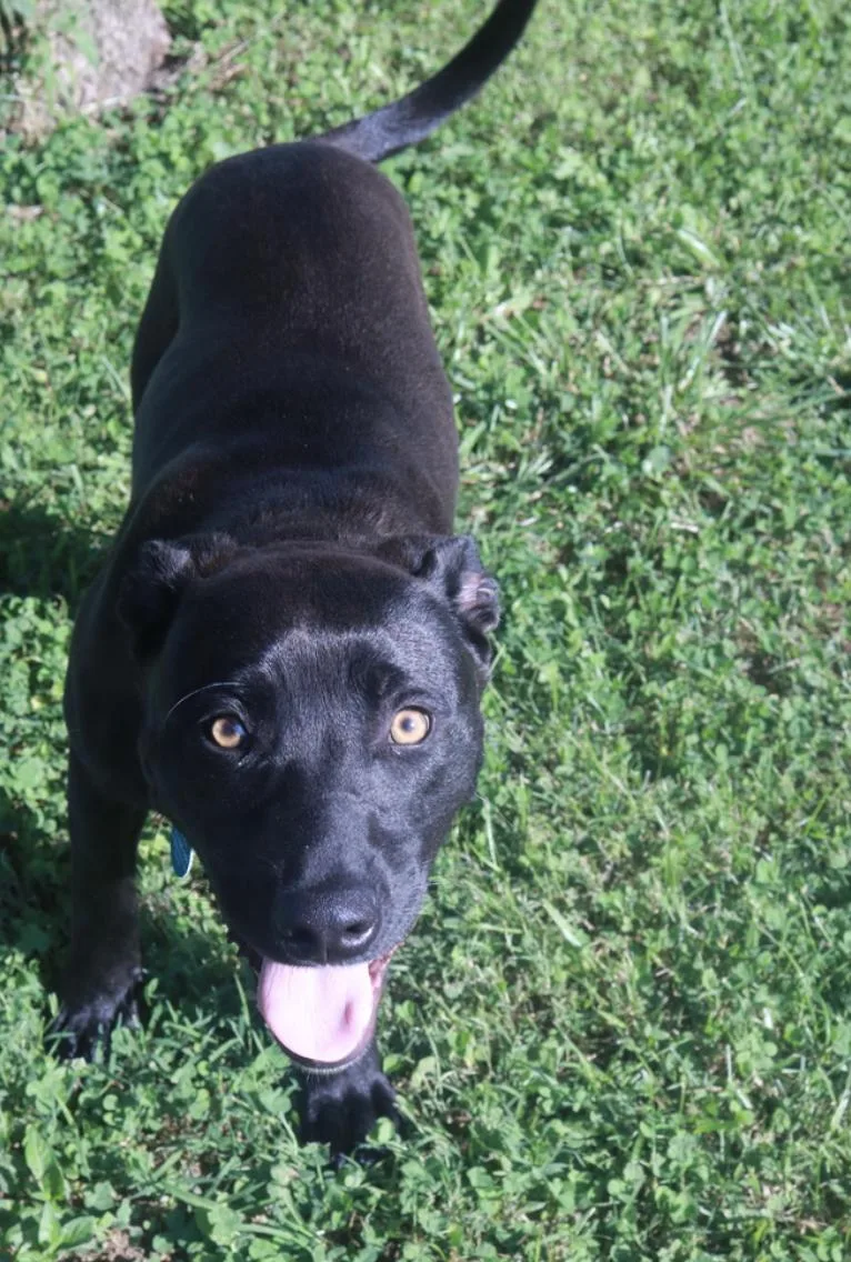 A young medium-sized male Black Labrador Retriever dog named Nico for adoption in Franklin, TN