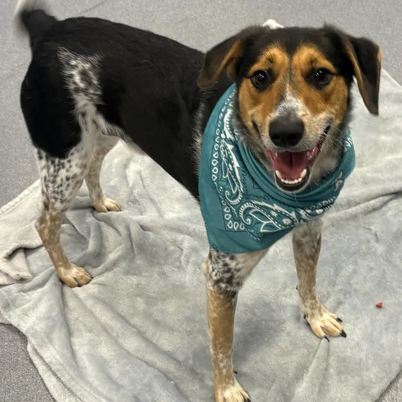 An adult medium-sized male Brown / Chocolate Mixed Breed dog named Mascot for adoption in Novelty, OH