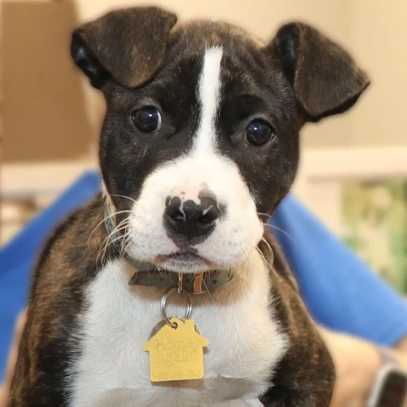 A baby small-sized male Mixed Breed dog named Cobey for adoption in Port Washington, NY