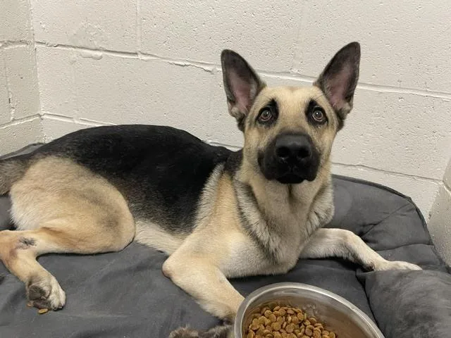 An adult large-sized male German Shepherd Dog dog named Frankie for adoption in San Leon, TX