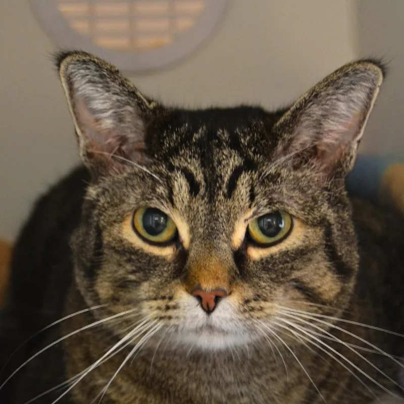 A senior medium-sized female Gray / Blue / Silver Domestic Short Hair cat named Peach for adoption in Cheyenne, WY