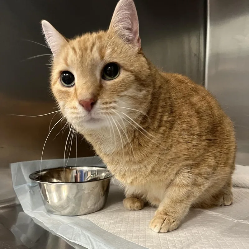 A senior large-sized male Orange / Red Domestic Short Hair cat named Catbug for adoption in Greensboro, NC