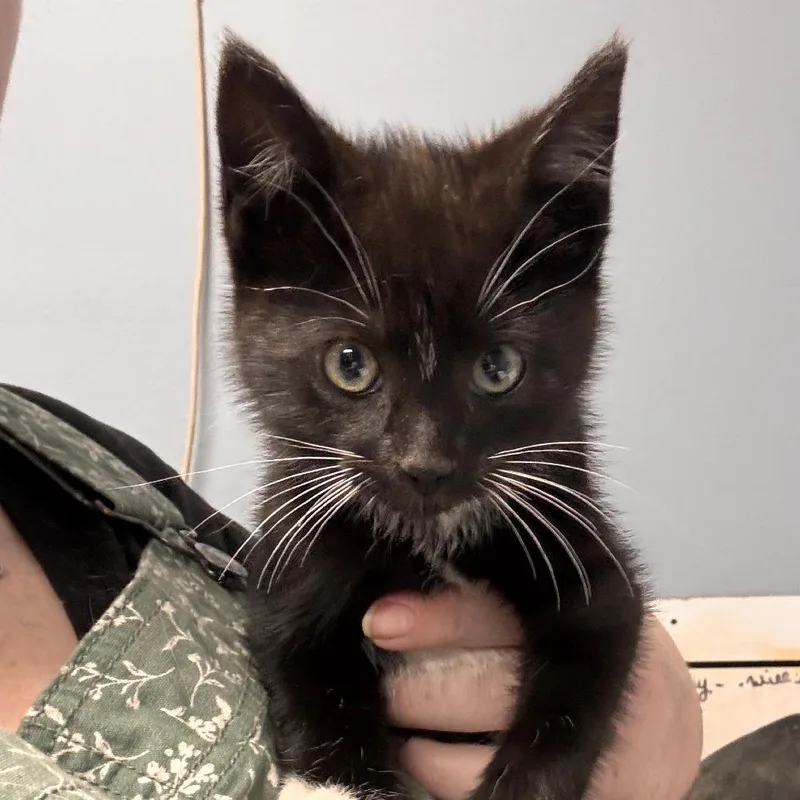 A baby small-sized male Black Domestic Short Hair cat named Micah for adoption in Marion, VA