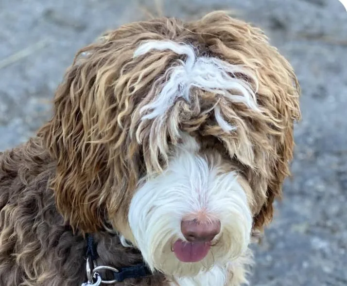 An adult medium-sized female Bernedoodle dog named Sunny for adoption in San Ramon, CA