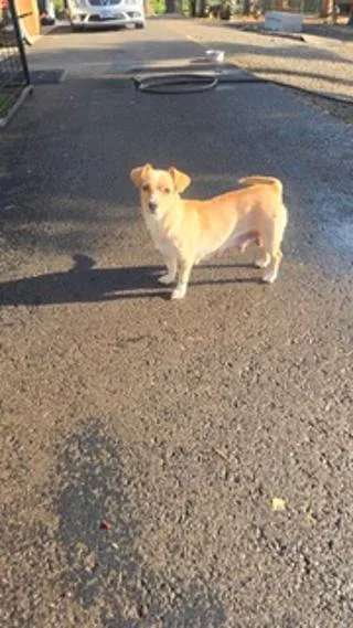 A young small-sized female Chihuahua dog named Rhonnie for adoption in Amity, OR