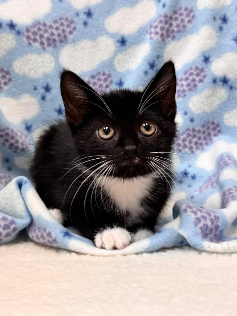 A baby small-sized male Domestic Short Hair cat named Penguin for adoption in Clinton, SC