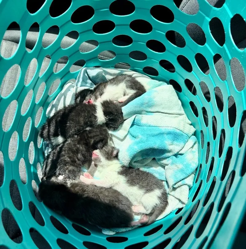 Penguin thumbnail 2