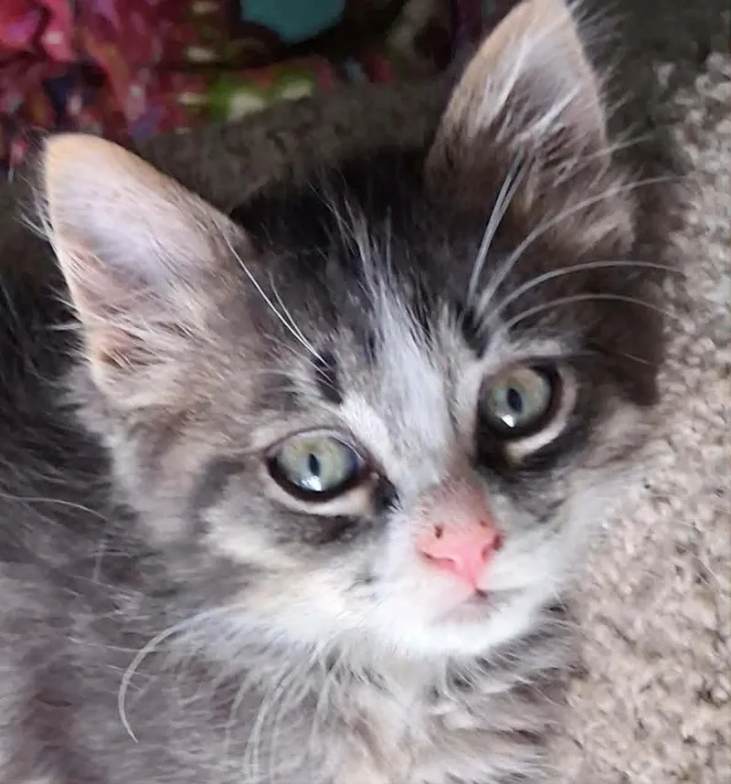 A baby medium-sized male Tabby (Brown / Chocolate) Tabby cat named Clyde for adoption in Wyandotte, MI