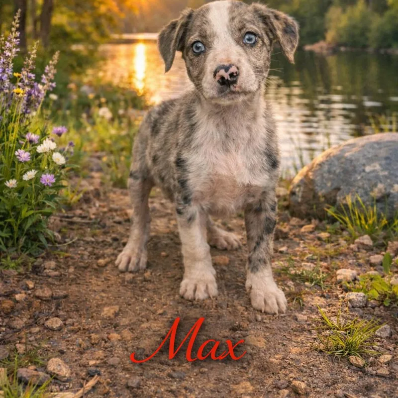 Max