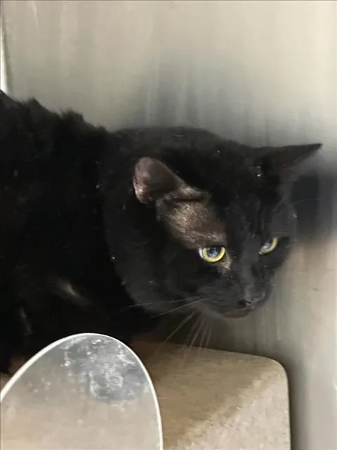 An adult medium-sized male Domestic Short Hair cat named Blackie for adoption in Los Angeles, CA