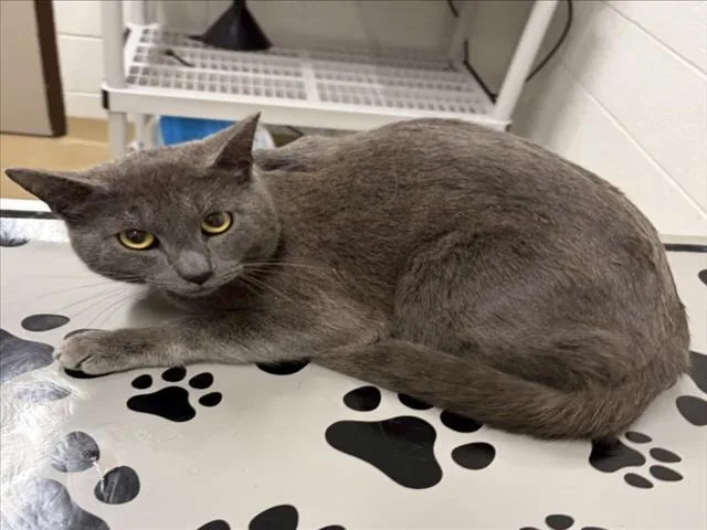 A young medium-sized male Domestic Short Hair cat named Padre for adoption in Derwood, MD