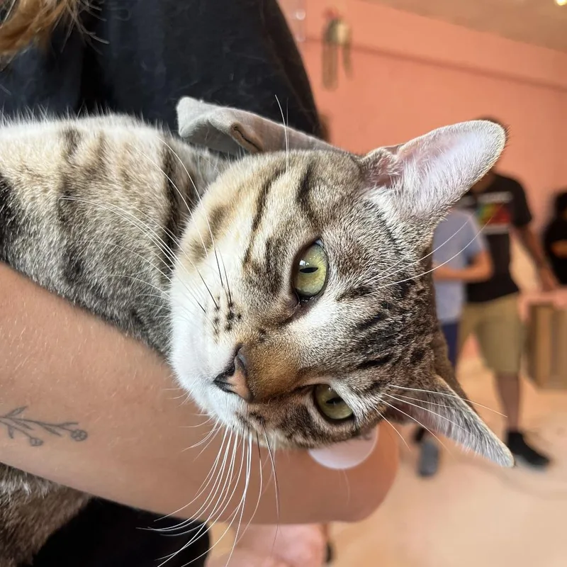 A young medium-sized male Brown / Chocolate Domestic Short Hair cat named Winkle for adoption in Fairfax Station, VA