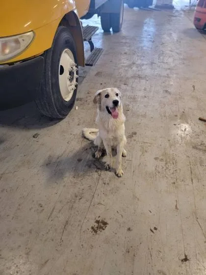 An adult large-sized male Great Pyrenees dog named Sprocket for adoption in Morton Grove, IL