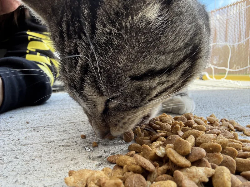 An adult large-sized male Domestic Short Hair cat named Bob Ross for adoption in Buhl, ID