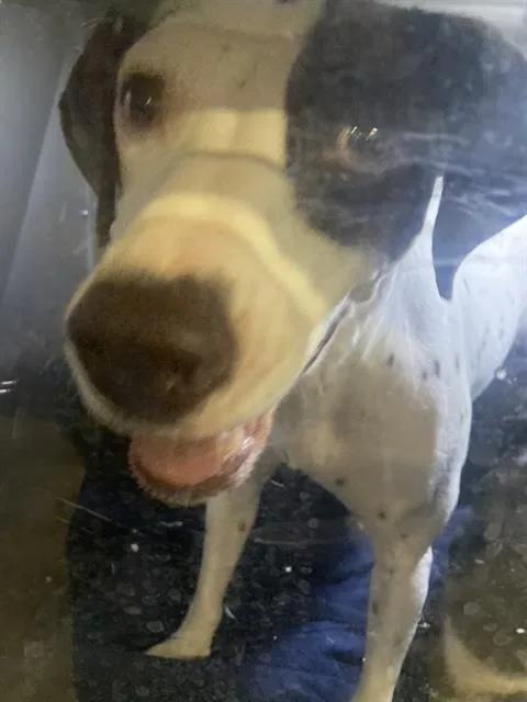 A young medium-sized female Mixed Breed dog named Lilly for adoption in Dallas, TX