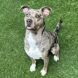 An adult large-sized female Pit Bull Terrier dog named Luna for adoption in Burlingame, CA