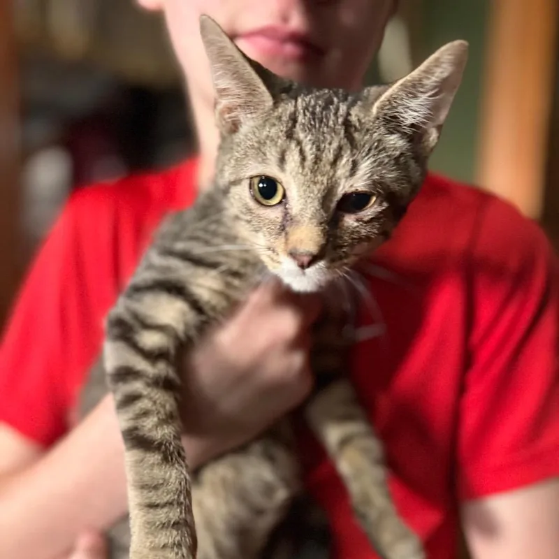 A baby small-sized male Brown / Chocolate Domestic Short Hair cat named Hopper for adoption in Lancaster, OH