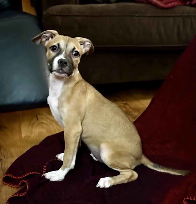 A baby large-sized female American Staffordshire Terrier dog named Lila for adoption in Sherman Oaks, CA