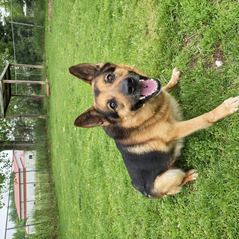 An adult medium-sized male Bicolor German Shepherd Dog dog named Lincoln for adoption in Oconto, WI