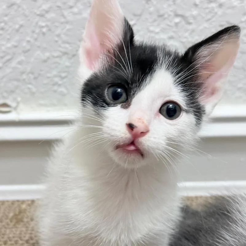 A young medium-sized male Black & White / Tuxedo Domestic Short Hair cat named Dimsum for adoption in Parkland, FL