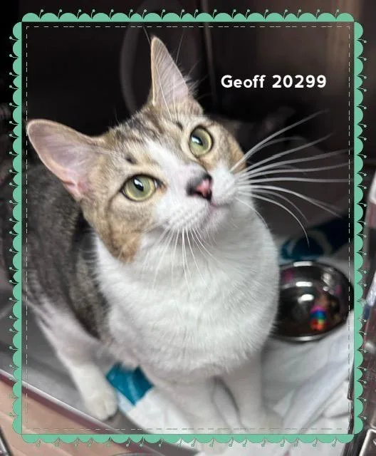 A baby medium-sized male Tabby (Brown / Chocolate) Domestic Short Hair cat named Geoff for adoption in Marietta, GA