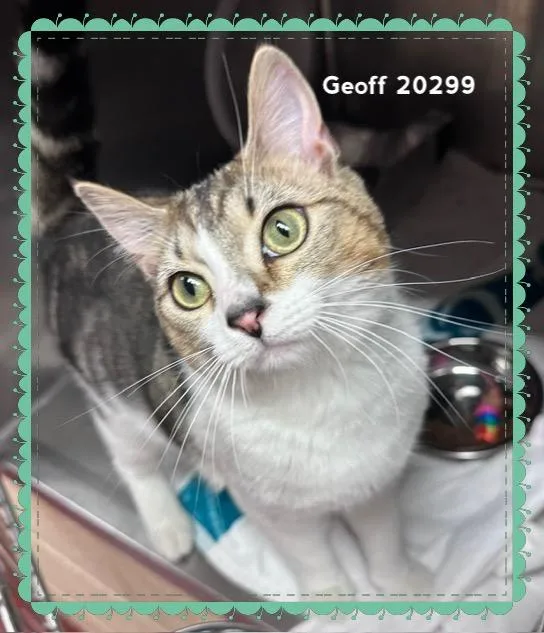 Geoff thumbnail 5