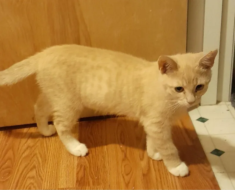 A baby medium-sized male Tabby (Orange / Red) Domestic Short Hair cat named Sydney with Eden for adoption in Silverton, OR