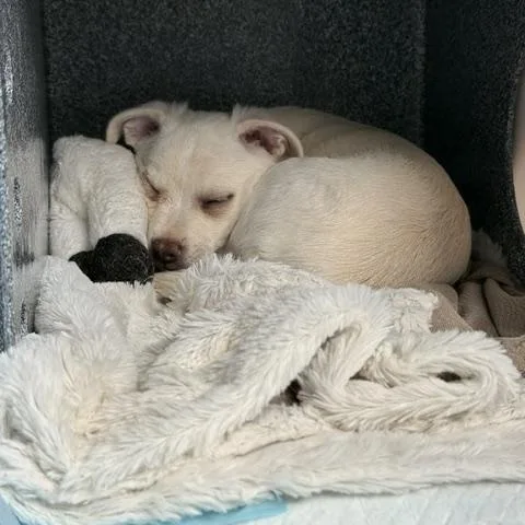A baby small-sized female Chihuahua dog named Almita for adoption in Chicago, IL