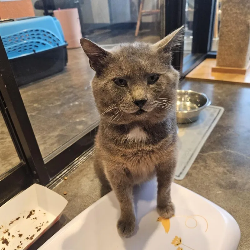 An adult large-sized male Gray / Blue / Silver Russian Blue cat named Gravy Baby for adoption in Austin, TX