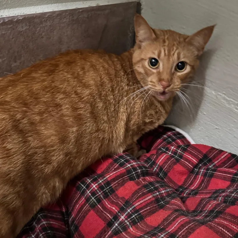 An adult medium-sized male Orange / Red Domestic Short Hair cat named Curly for adoption in Eureka Springs, AR