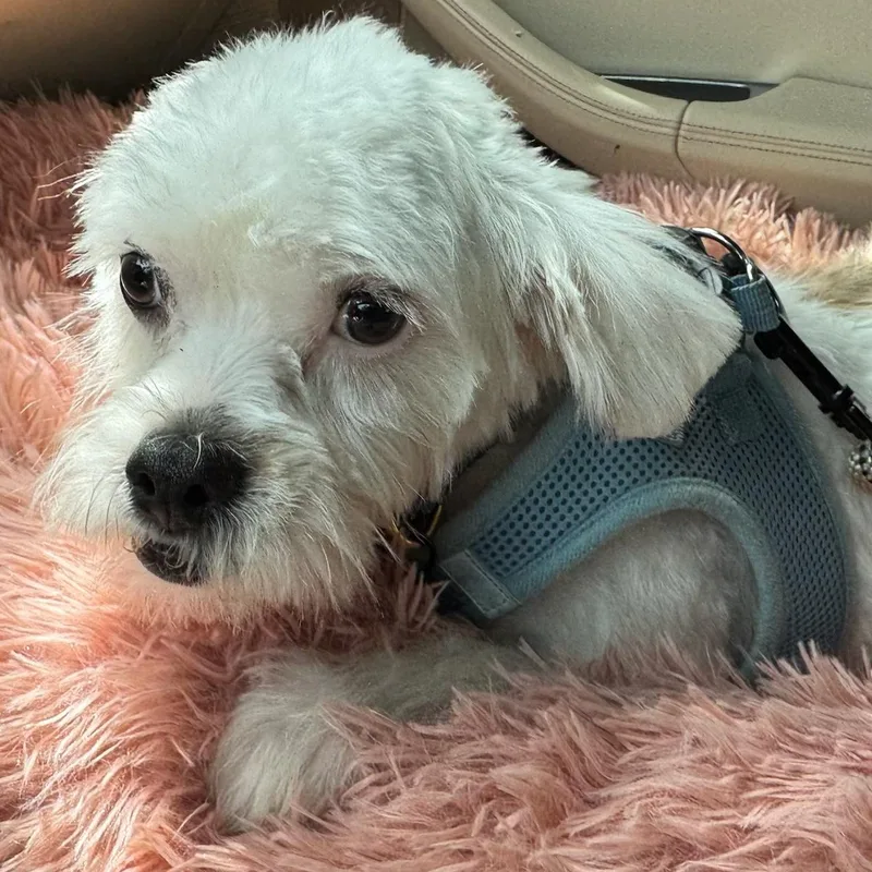 A baby small-sized male White / Cream Shih poo dog named Kirk Turner for adoption in Plano, TX