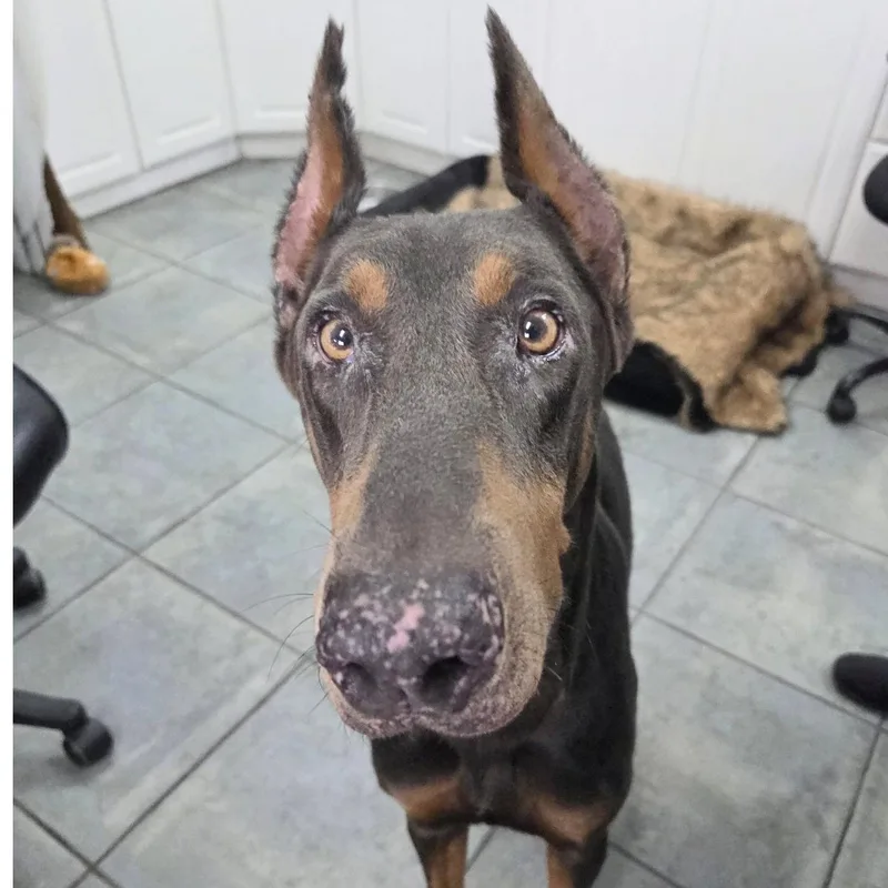 An adult medium-sized male Doberman Pinscher dog named Jedi for adoption in Oakland Park, FL