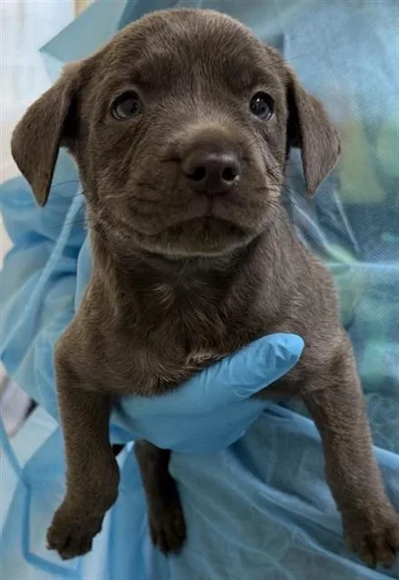 A baby small-sized female American Staffordshire Terrier dog named Missy for adoption in San Antonio, TX