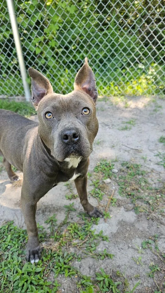 A young medium-sized female Terrier dog named Zena for adoption in New Bern, NC