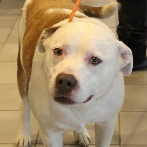 An adult large-sized male Red / Chestnut / Orange Pit Bull Terrier dog named Chase for adoption in Fredericksburg, VA